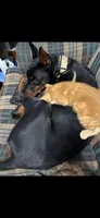 Opie , a male Doberman Pinscher for sale in Fort Wayne, IN – 3 of 4