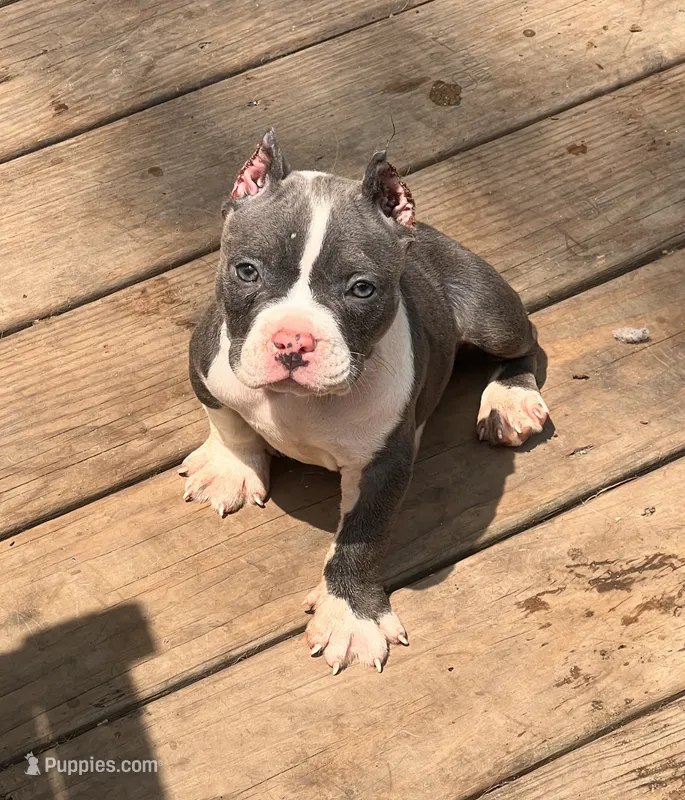 Gamora ABKC, a female American Bully for sale in Fort Wayne, IN – 1 of 6