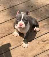Gamora ABKC, a female American Bully for sale in Fort Wayne, IN – 1 of 6