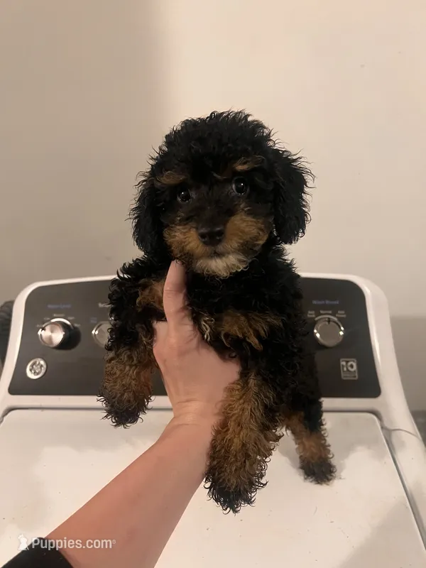 Diesel  – Poodle - Toy  puppy for sale in Fort Wayne, IN