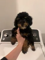 Diesel , a male Poodle - Toy  for sale in Fort Wayne, IN – 1 of 3