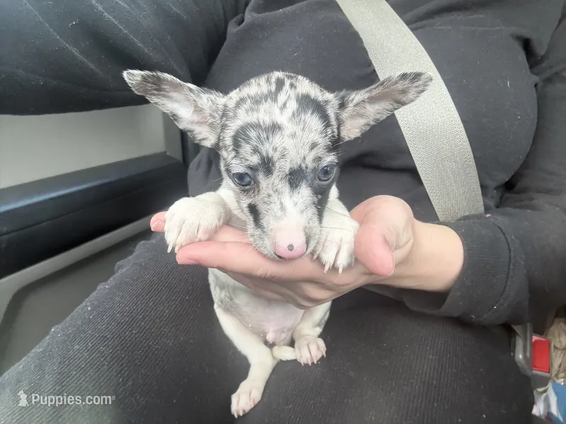 Pebble  – Chihuahua puppy for sale in Fort Wayne, IN