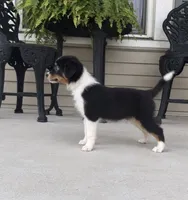 Gunner , a male Toy Australian Shepherd for sale in Fort Wayne, IN – 3 of 3