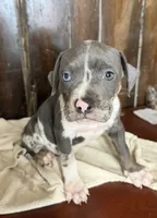 Bluey , a male American Bully for sale in Fort Wayne, IN – 2 of 2