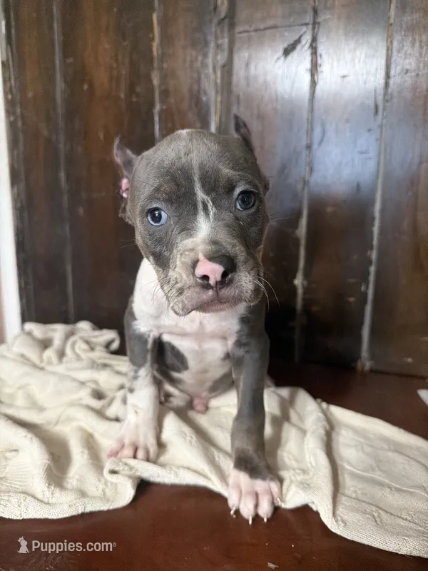 Bluey  – American Bully puppy for sale in Fort Wayne, IN