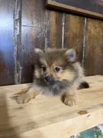 Tito, a male Pomeranian for sale in Fort Wayne, IN – 5 of 5