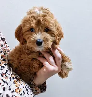 Charlie , a male Cavapoo for sale in Fort Wayne, IN – 1 of 1