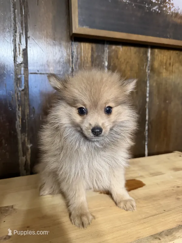 Foxy Roxy  – Pomeranian puppy for sale in Fort Wayne, IN