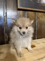 Foxy Roxy , a female Pomeranian for sale in Fort Wayne, IN – 1 of 4