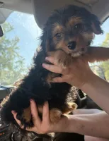 Becka, a female Yorkshire Terrier and Poodle - Toy  for sale in Fort Wayne, IN – 2 of 3