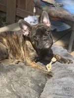 Snooks , a female French Bulldog for sale in Fort Wayne, IN – 2 of 2