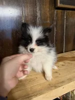 Benab , a male Pomeranian for sale in Fort Wayne, IN – 1 of 4