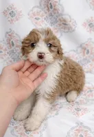 Gracie, a female Miniature Aussiedoodle for sale in Fort Wayne, IN – Photo 2 of 2