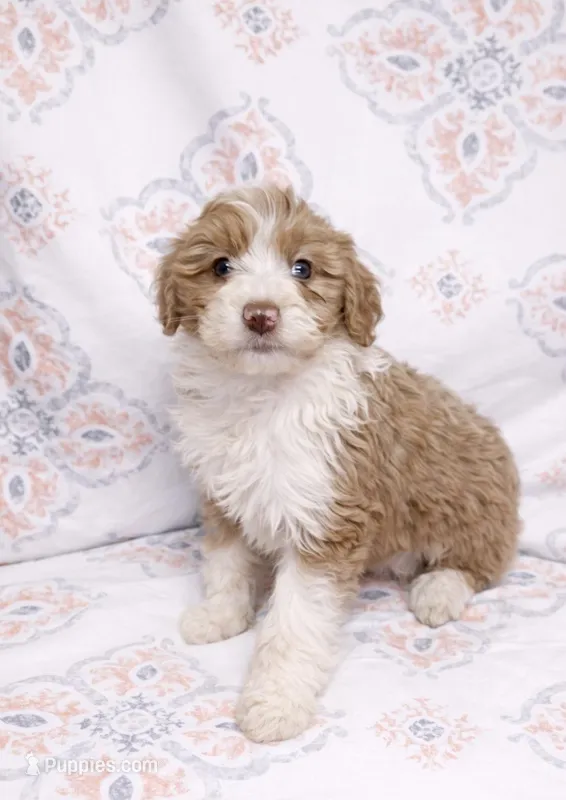 Gracie, a female Miniature Aussiedoodle for sale in Fort Wayne, IN – Photo 1 of 2