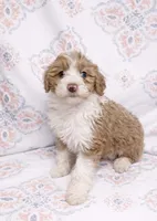 Gracie, a female Miniature Aussiedoodle for sale in Fort Wayne, IN – Photo 1 of 2