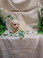 Stella , a female Maltipoo for sale in Fort Wayne, IN – Photo 2 of 3