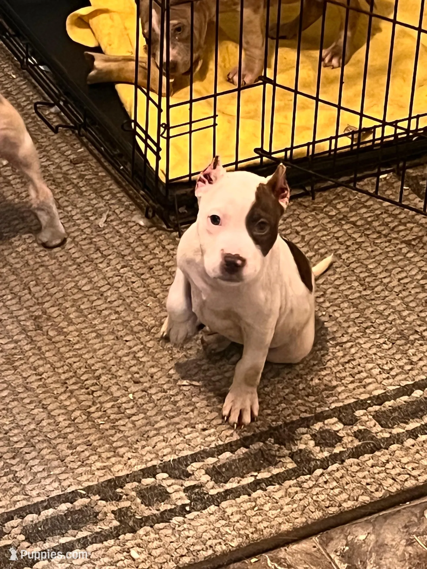 Lola, a female American Bully for sale in Fort Wayne, IN – Photo 2 of 5