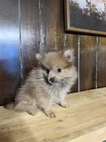 Foxy Roxy , a female Pomeranian for sale in Fort Wayne, IN – 4 of 4