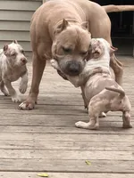 Harlow, a male American Bully for sale in Fort Wayne, IN – Photo 5 of 6