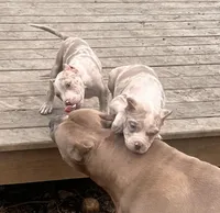 Harlow, a male American Bully for sale in Fort Wayne, IN – Photo 6 of 6