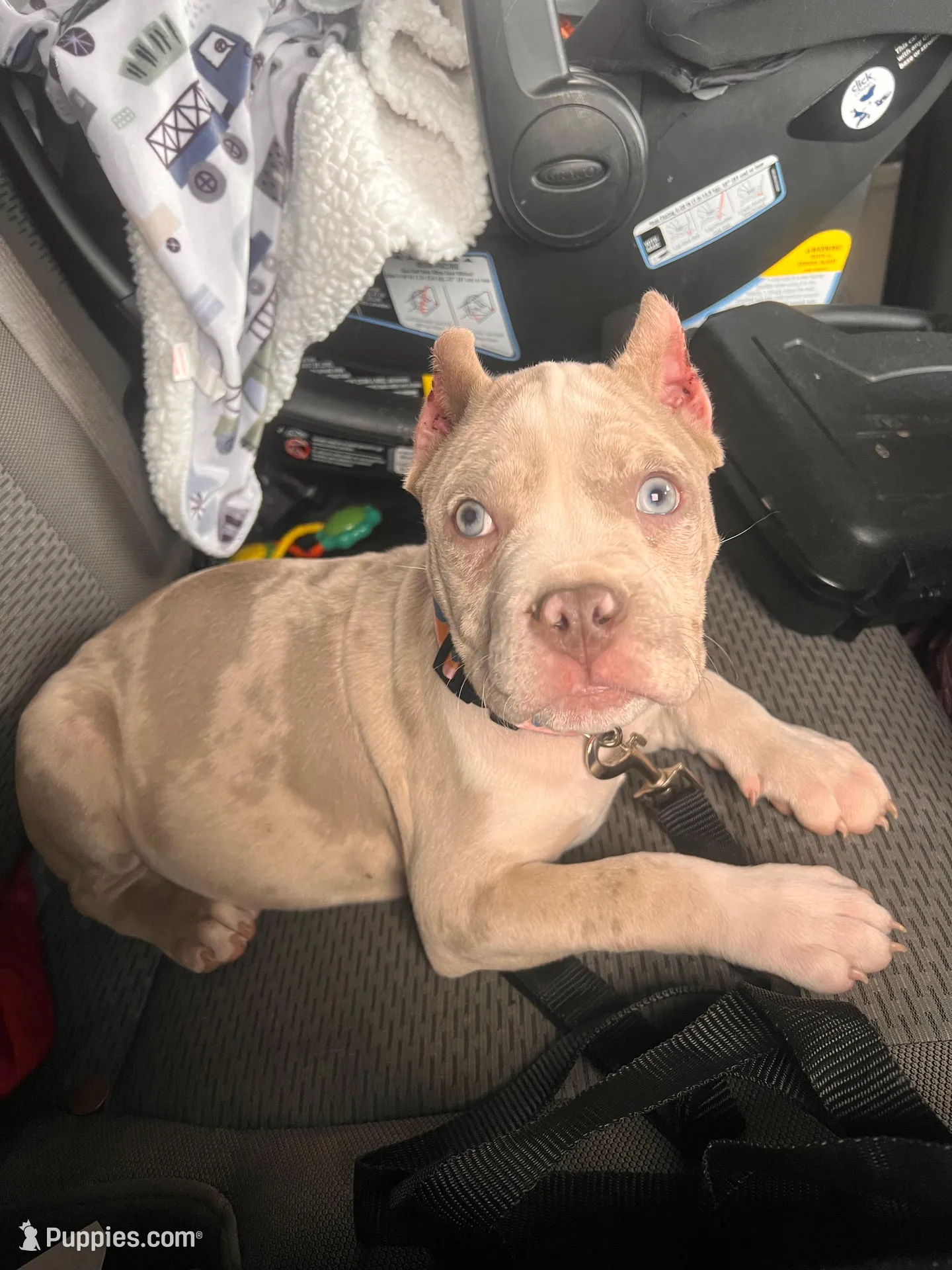 Harlow, a male American Bully for sale in Fort Wayne, IN – Photo 1 of 6