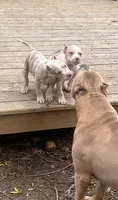 Harlow, a male American Bully for sale in Fort Wayne, IN – Photo 2 of 6