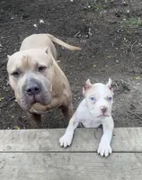 Harlow, a male American Bully for sale in Fort Wayne, IN – Photo 3 of 6