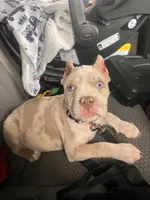 Harlow, a male American Bully for sale in Fort Wayne, IN – Photo 4 of 6