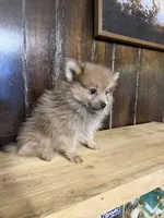 Foxy Roxy , a female Pomeranian for sale in Fort Wayne, IN – 3 of 4