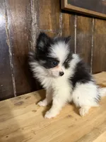 Sparky , a male Pomeranian for sale in Fort Wayne, IN – 3 of 5