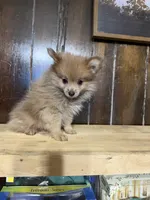Foxy Roxy , a female Pomeranian for sale in Fort Wayne, IN – 2 of 4