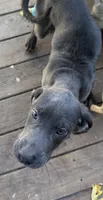 Dozer, a male Cane Corso for sale in Fort Wayne, IN – 2 of 3