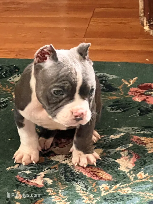 Gamora  – American Bully puppy for sale in Fort Wayne, IN