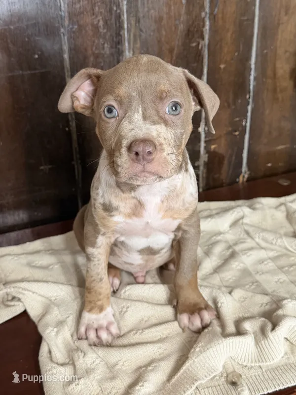 Mac  – American Bully puppy for sale in Fort Wayne, IN