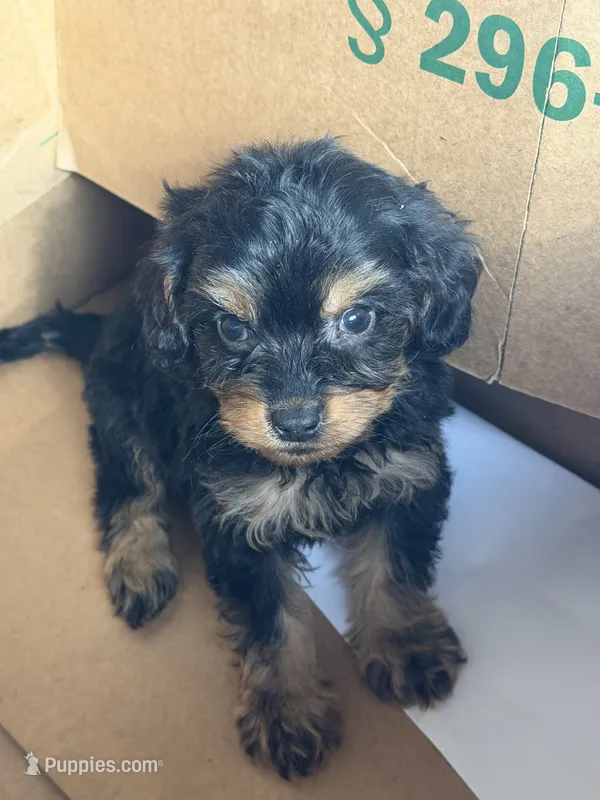 Moose – Cavapoo puppy for sale in Fort Wayne, IN