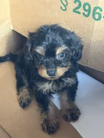 Moose, a male Cavapoo for sale in Fort Wayne, IN – 1 of 2