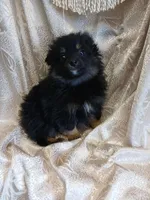 Jasper , a male Pomeranian for sale in Fort Wayne, IN – Photo 1 of 8