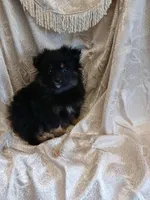 Jasper , a male Pomeranian for sale in Fort Wayne, IN – Photo 5 of 8