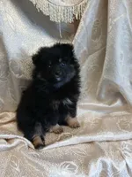 Jasper , a male Pomeranian for sale in Fort Wayne, IN – Photo 8 of 8