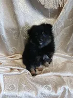 Jasper , a male Pomeranian for sale in Fort Wayne, IN – Photo 6 of 8