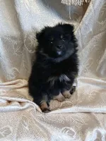 Jasper , a male Pomeranian for sale in Fort Wayne, IN – Photo 2 of 8