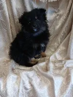 Jasper , a male Pomeranian for sale in Fort Wayne, IN – Photo 4 of 8