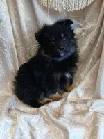 Jasper , a male Pomeranian for sale in Fort Wayne, IN – Photo 3 of 8