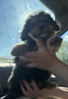 Becka, a female Yorkshire Terrier and Poodle - Toy  for sale in Fort Wayne, IN – 3 of 3