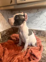 Blue , a male American Bully for sale in Fort Wayne, IN – 3 of 3