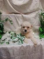 Douglas , a male Maltipoo for sale in Fort Wayne, IN – Photo 2 of 4