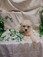 Douglas , a male Maltipoo for sale in Fort Wayne, IN – Photo 1 of 4
