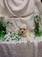 Douglas , a male Maltipoo for sale in Fort Wayne, IN – Photo 3 of 4