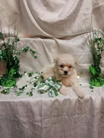 Douglas , a male Maltipoo for sale in Fort Wayne, IN – Photo 4 of 4