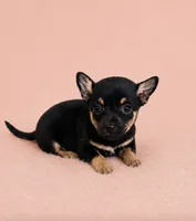 Harper , a female Chihuahua for sale in Fort Wayne, IN – 1 of 1